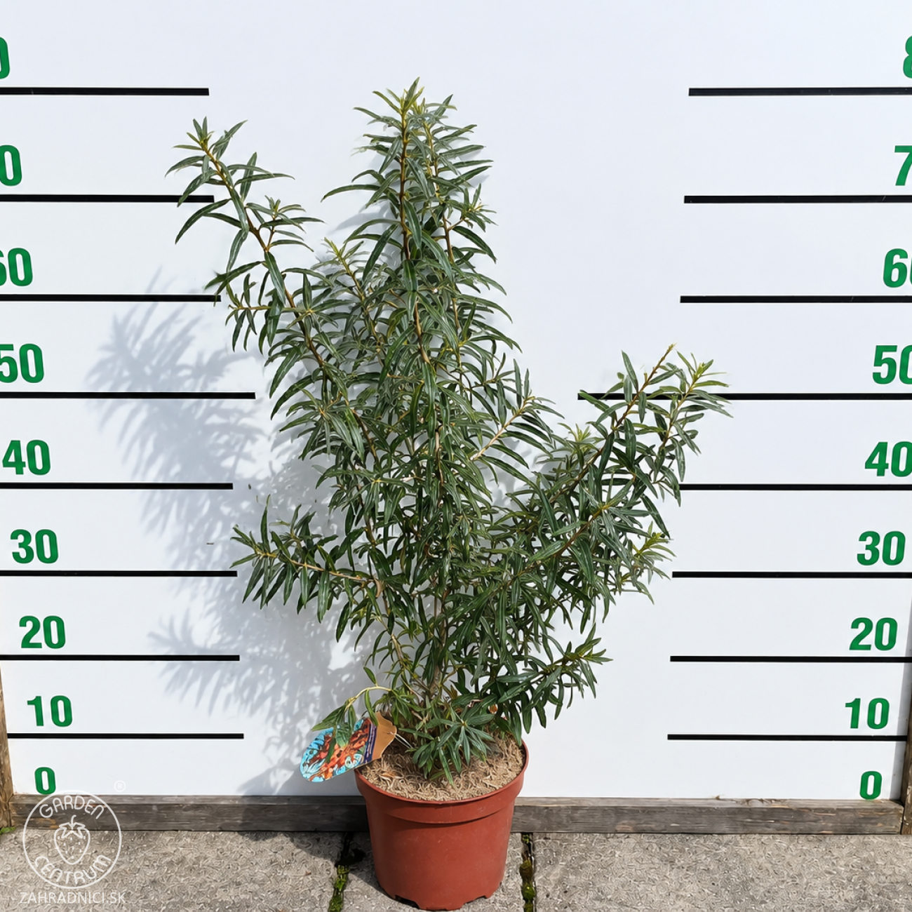 Obrázok Rakytník rešetliakový (Hippophae rhamnoides) ´FRIESDORFER ORANGE´ - výška 70-80 cm, kont.C3L - SAMOOPELIVÝ